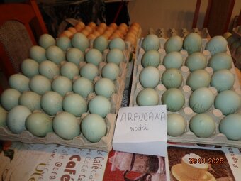 Sliepky plemena Araucana - 5