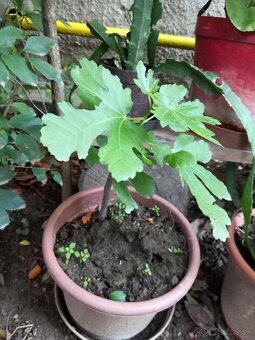 Predám figovník - 5