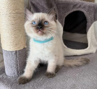Ragdoll kocúrikovia - 5