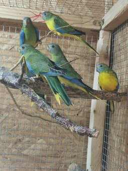 Neofema tyrkysová - 5