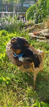 Yorkshire terrier - 5