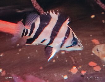 Crenicichla zebrina+mix - 5