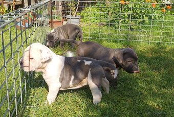 Americký stafordsirsky terier, american bully XL - 5