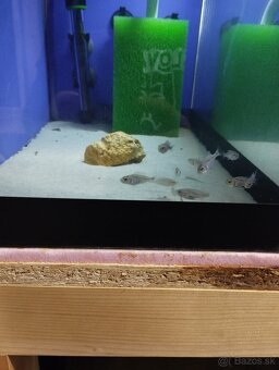 Aristochromis christyi - 5