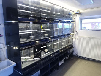 Terarium - 5