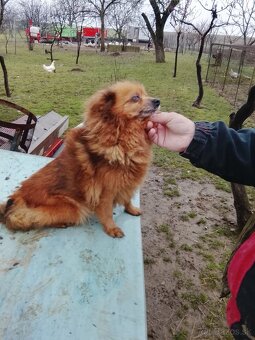 Predám spic nemecky - 5