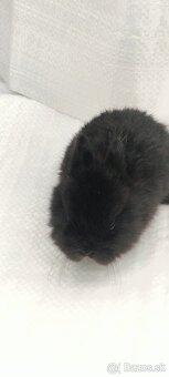 Králik  zakrsly - 5