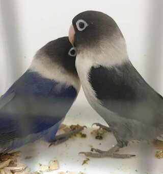 Agapornis škraboškovy - 5