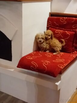 Maltipoo - 5