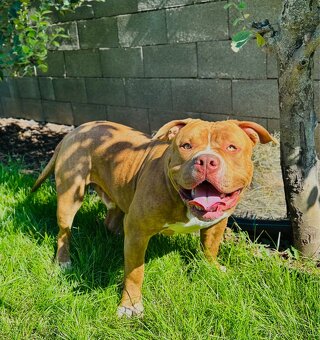 American Bully - 5