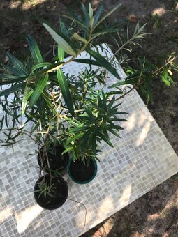 Predám RAKYTNÍK REŠETLIAKOVÝ, ker - 5