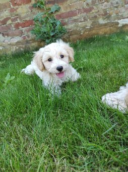Maltipoo (malteze +Pudel = maltipoo) - 5