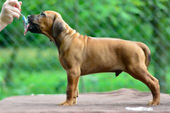 Štěňátko rhodéského ridgebacka - pes s PP - 5