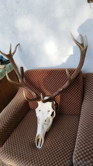Predám trofej jeleňa, parožie zhody trofeje. - 5