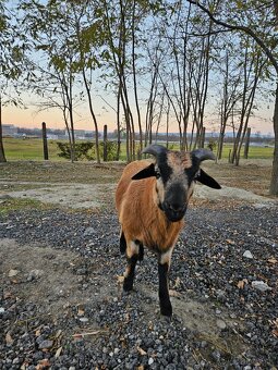 Predam kamerunske ovce - 5