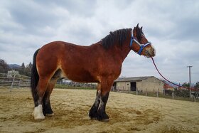 Ťažný kôň na predaj - Ardén - plemenný žrebec - 5