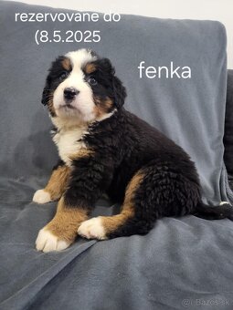 Bernský salašnícky pes-šteniatka na predaj - 5