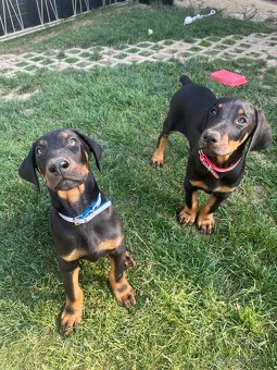 Doberman šteniatka - 5