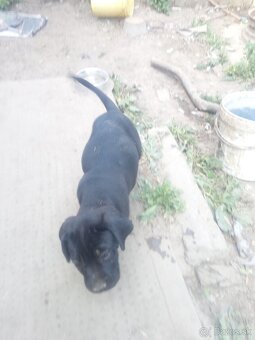 Cane corso - 5