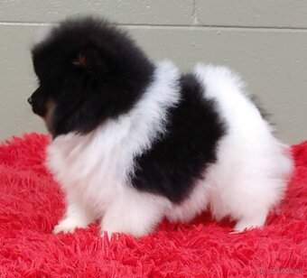 Pomeranian mini merle - 5