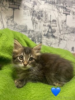 Maine coon, mainská mývalia mačka - 5