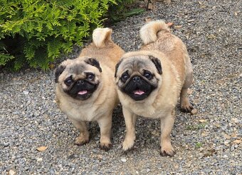 Mops s PP - 5