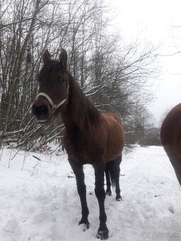 Kobyla hucul x arab - 5