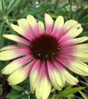 Echinacea-rôzne farby - 5