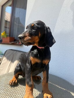 Doberman šteniatka - 5