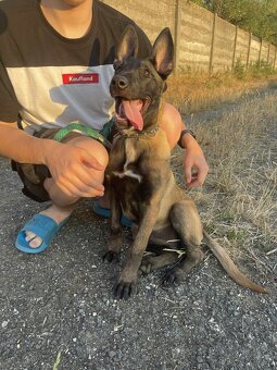 Belgicky ovčiak malinois - 5