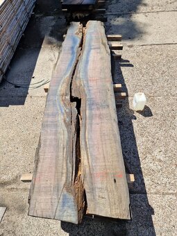 Dub bahenny, mooreiche, dub subfosilny - 5