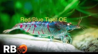 PREMIUM AKVA KREVETKY🦐Caridina a Neocaridina- Odber Zilina - 5