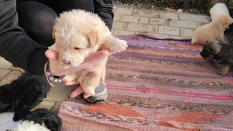 Darujem šteniatka - 5