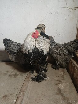 Zdrobnelá brahmanka - 5