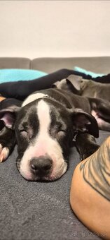 Americký Staford - 5