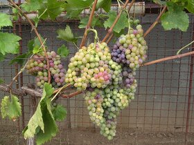 Sadenice viniča - 5