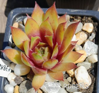 Skalné ruže - sempervivum - 5