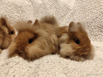 Teddy Hegyeshalom - 5