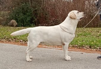 Labrador s PP - 5