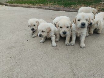 Zlatý retriever - 5
