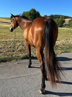 Quarter horse 2r. valach - 5