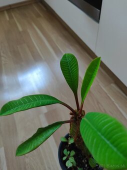 izbové rastliny - 5