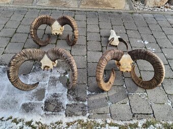 Trofeje muflonov - 5