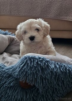 Havanský psík s PP - 5