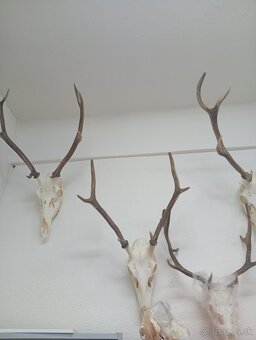 Parozie trofeje zhody - 5