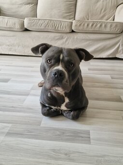 Americký stafordšírsky terier - krytie - 5