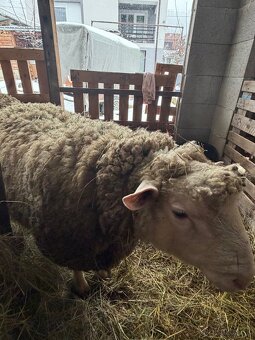 Baran Ille de France - 5