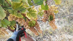 vinica - vinohrad v Tokaji - 5