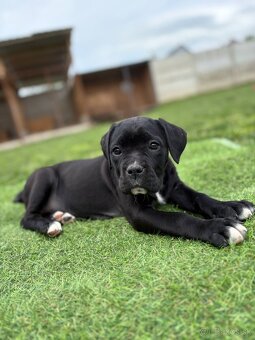 Cane Corso s PP - 5