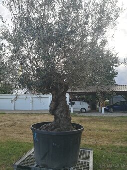 Olivovnik bonsai - 5